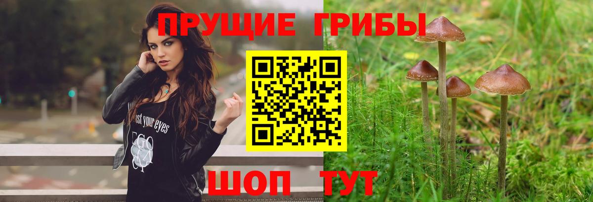 Галлюциногенные грибы GOLDEN TEACHER  цены   Астрахань  Вход с VPN 